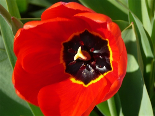 Tulipán