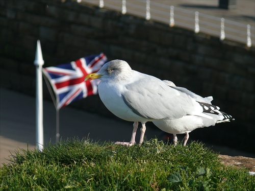 British and proud of it