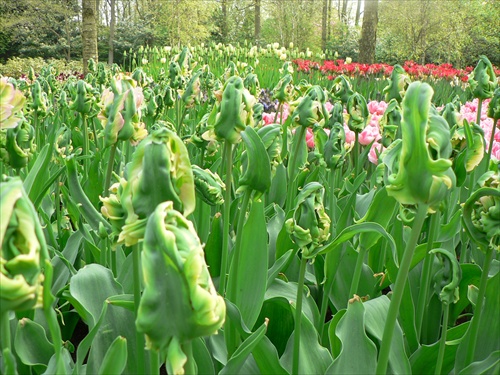 Tulipany