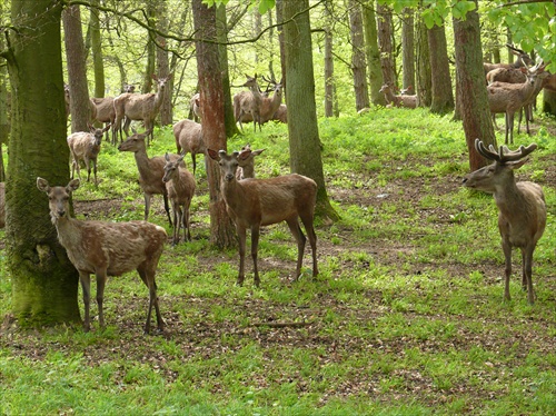 Zhromaždenie