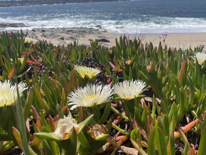 Slnečný deň, Carmel California