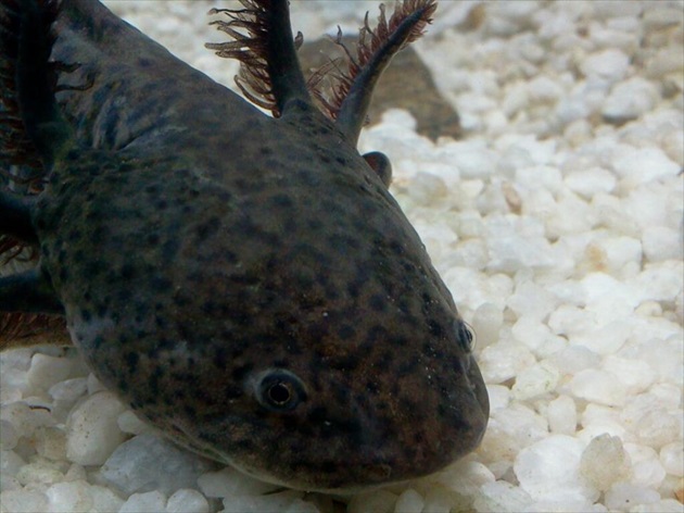 Axolotl Mexický