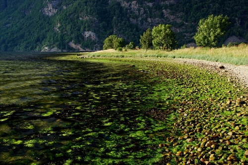 fjordovka...