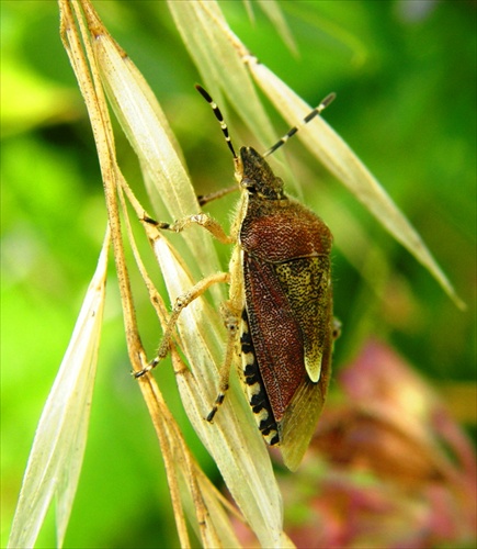 Dolycorys baccarum - bzdocha obyčajná