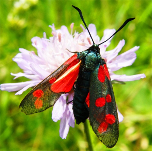 Zygaena viciae - vretienka viková