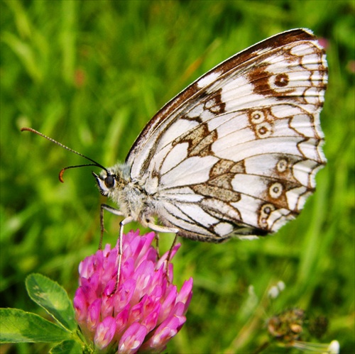 Melanargia galathea - očkáň timotejkový