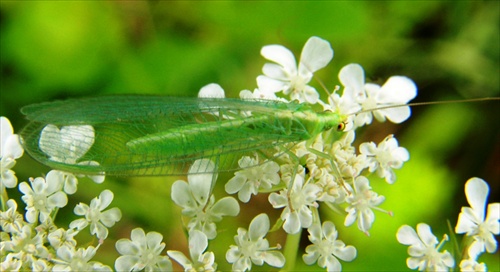 Chrysopa carnea - zlatoočka obyčajná