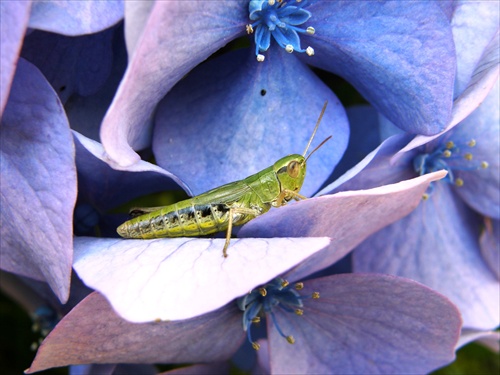 Omocestus viridulus - koník zelený