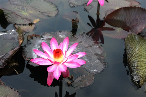 Water Lily