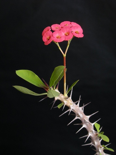 Euphorbia millii