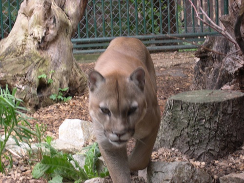 Puma americká