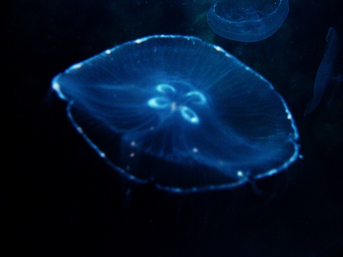 meduza