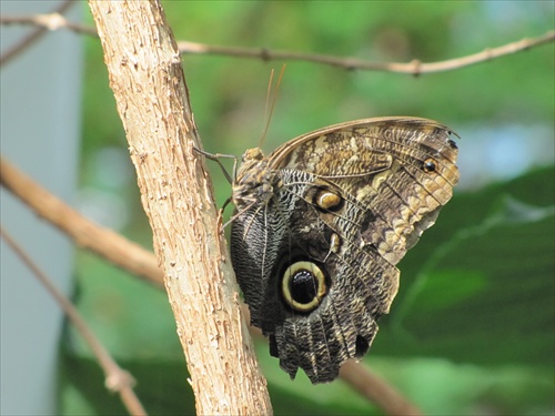 motyl