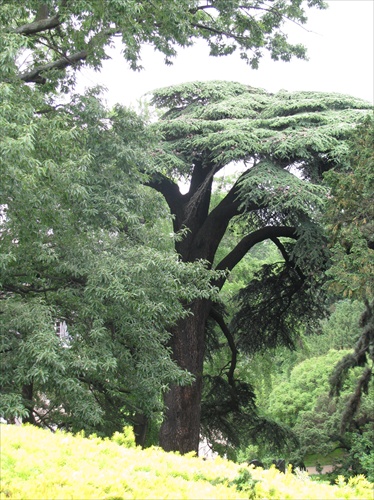 Jardin des Plantes