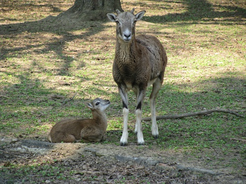 Nitra mini ZOO