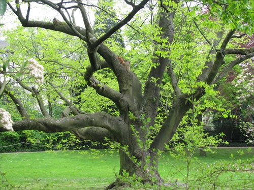 Z botanickej zárady III.