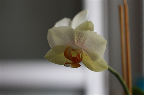 CITRONOVA PHALAENOPSIS