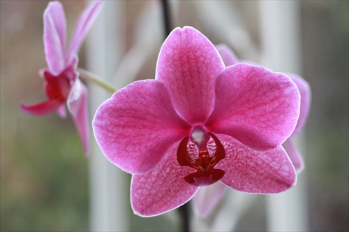 phalaenopsis