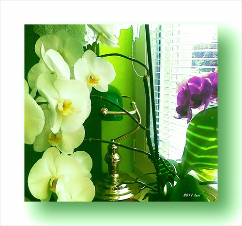 Phalaenopsis (Orchidee)