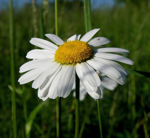 Margarétka