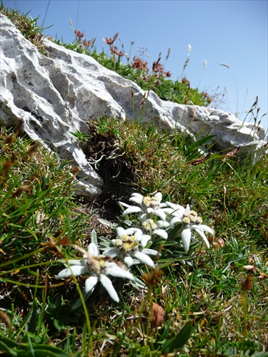 Edelweiss