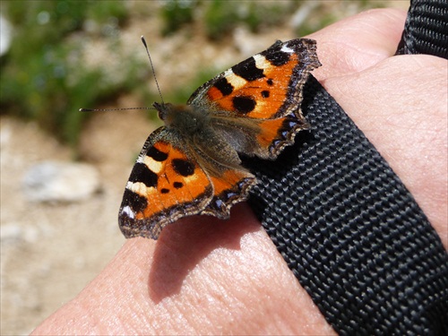 Motyl