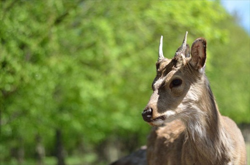 Wildpark Ernstbrunn