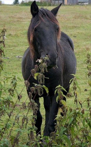 Black and Green - The Magic