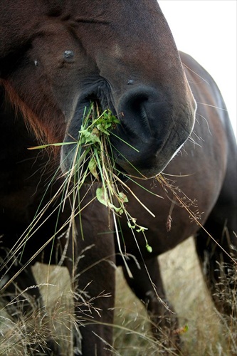 The Last Green Grass