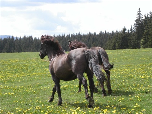 Meadows of Heaven