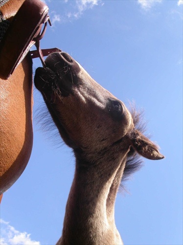 Disobedient Foal