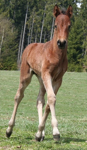 Foal Trot