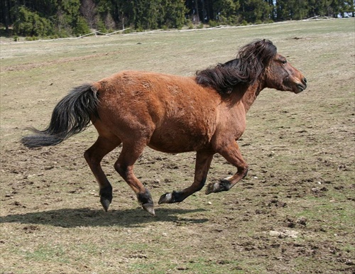 Galloping Away