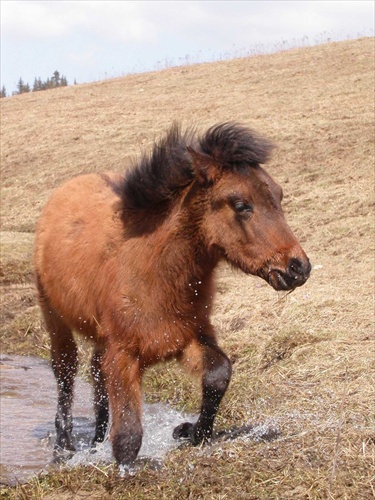 Heartbeat of Foal