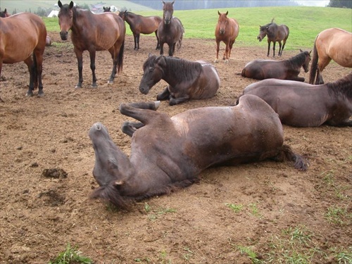 Herd After Rain