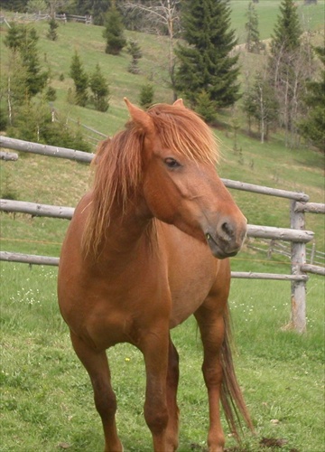 Chestnut Mare