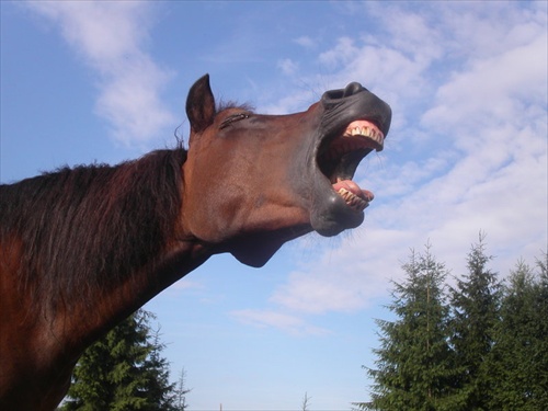 Yawning Syndy