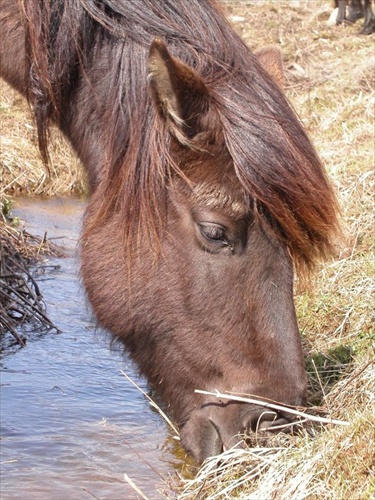 Beruška