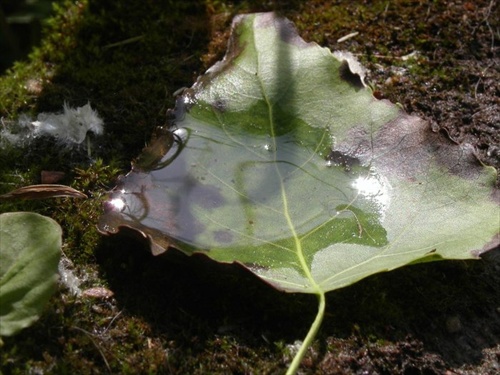 Pool in a Leaf