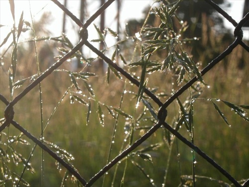 Silence After Rain