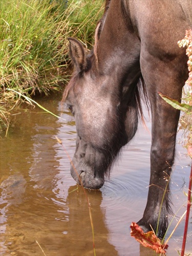 Thirsty Old Mare