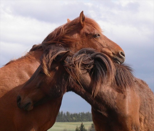 Two Friends