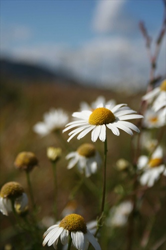 White Flowers I.