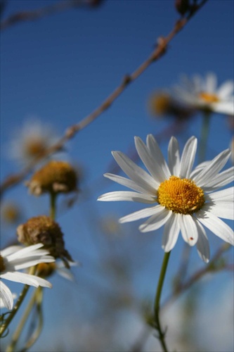 White Flowers II.