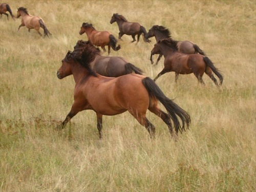 Galloping Herd