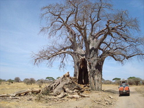 baobab