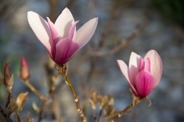 Magnolia