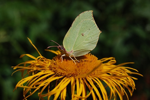 Motyl na obede