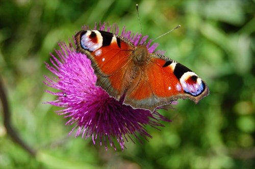 Motyl