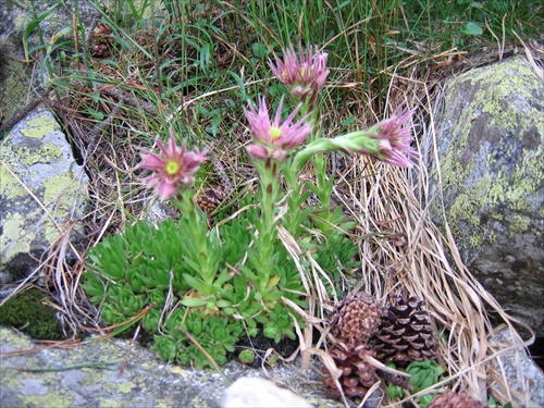 Tatry